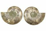 Large, Cut & Polished Ammonite Fossil - Madagasar #239222-1
